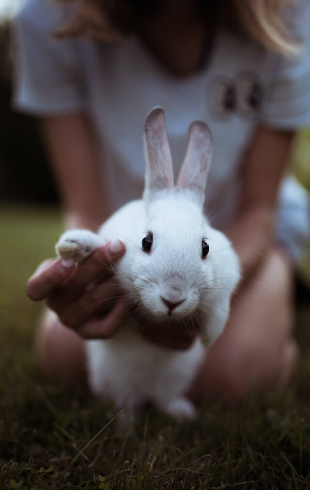 rabbit pet