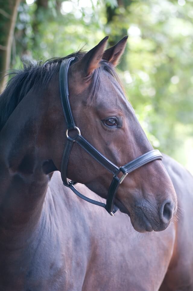 equestrian therapy for autism