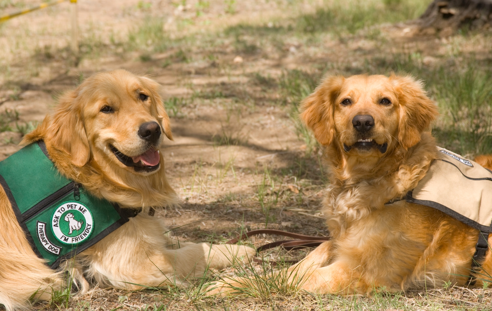 benefits of autism service dogs